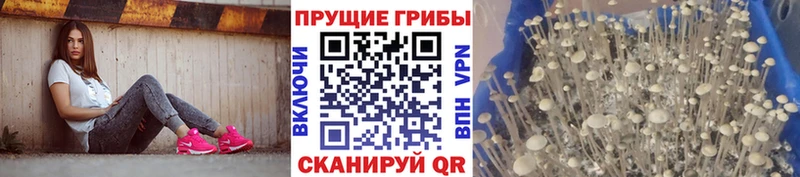 МЕГА ссылки  Велиж  Псилоцибиновые грибы MAGIC MUSHROOMS  сколько стоит 